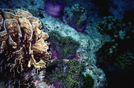 Anemonen