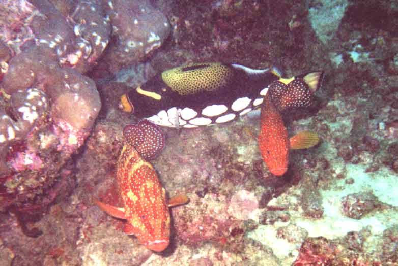 Clown-Dr&uuml;ckerfisch mit 2 Zackenbarschen