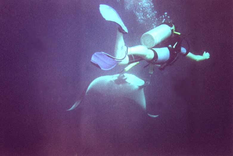 Manta vor Ko Tachai