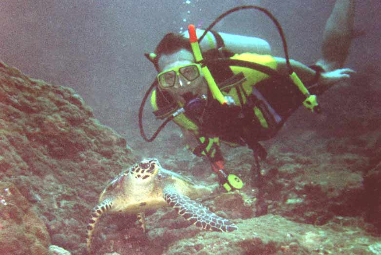 Schildkr&ouml;te und ich